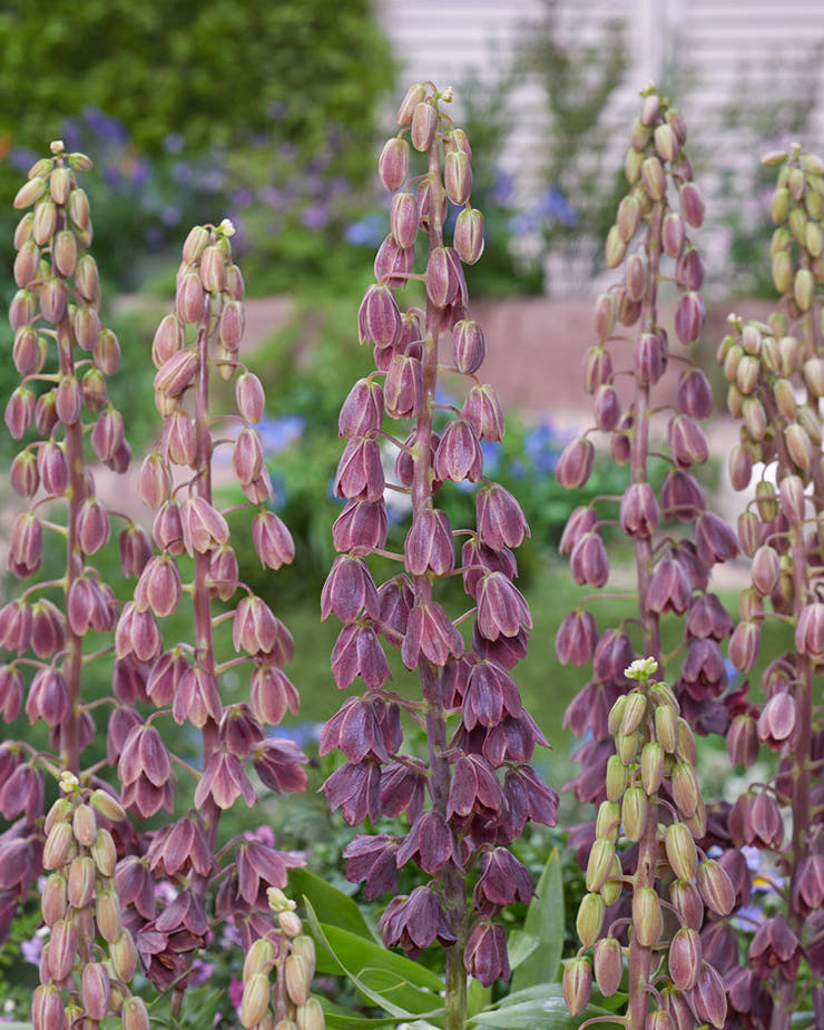 Fritillaria 'Minaret'