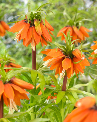 Fritillaria 'Orange Beauty'