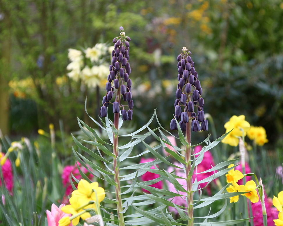 Fritillaria 'Twin Towers Tribute'