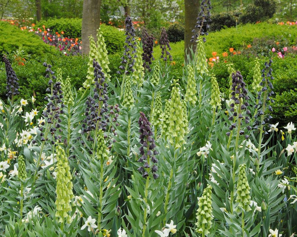 Flower BulbsPersica Bulbs UK - 3