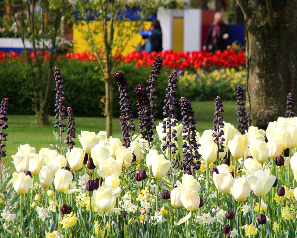 Fritillaria 'Twin Towers Tribute'
