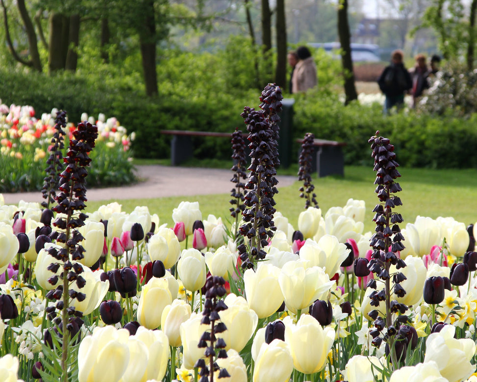 Fritillaria 'Twin Towers Tribute'