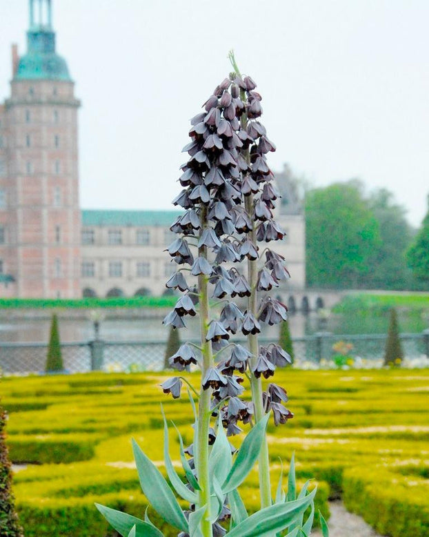 Fritillaria 'Twin Towers Tribute'
