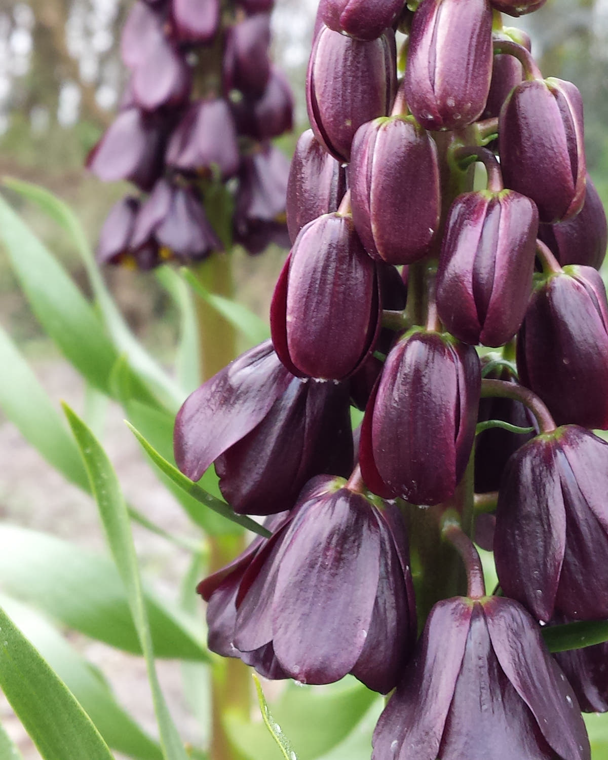 Fritillaria 'Purple Dynamite'