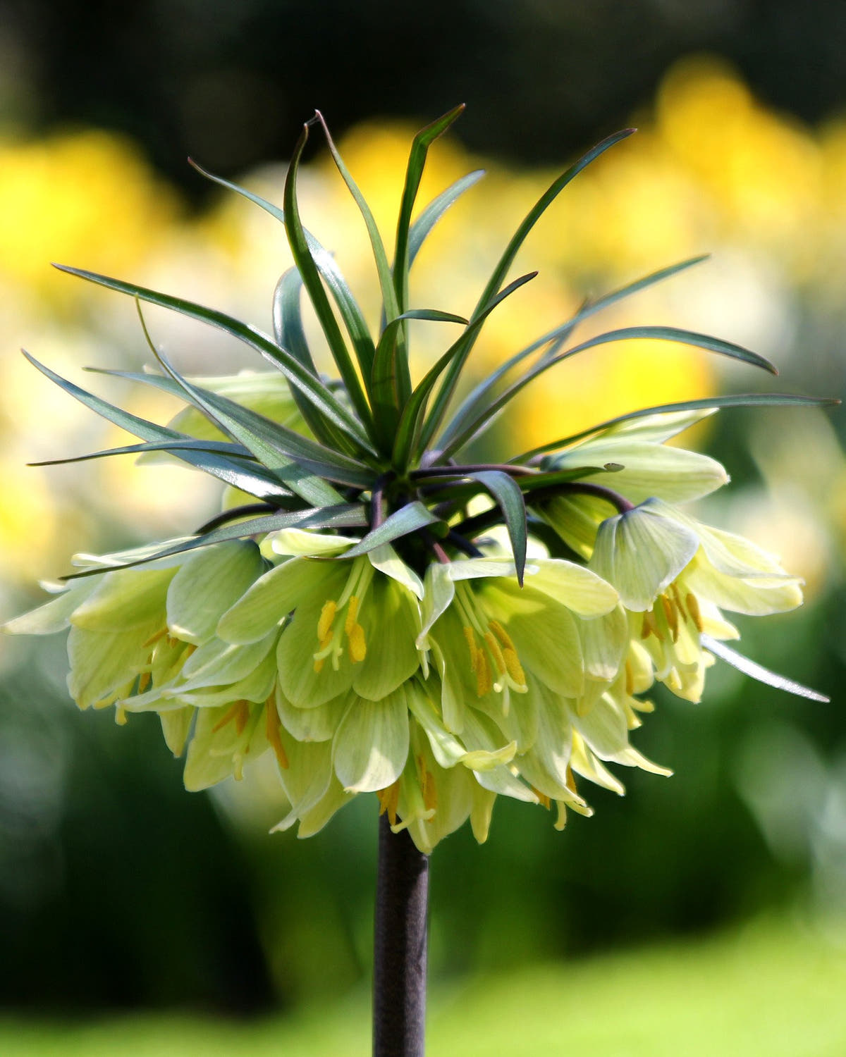 Fritillaria 'Raddeana'