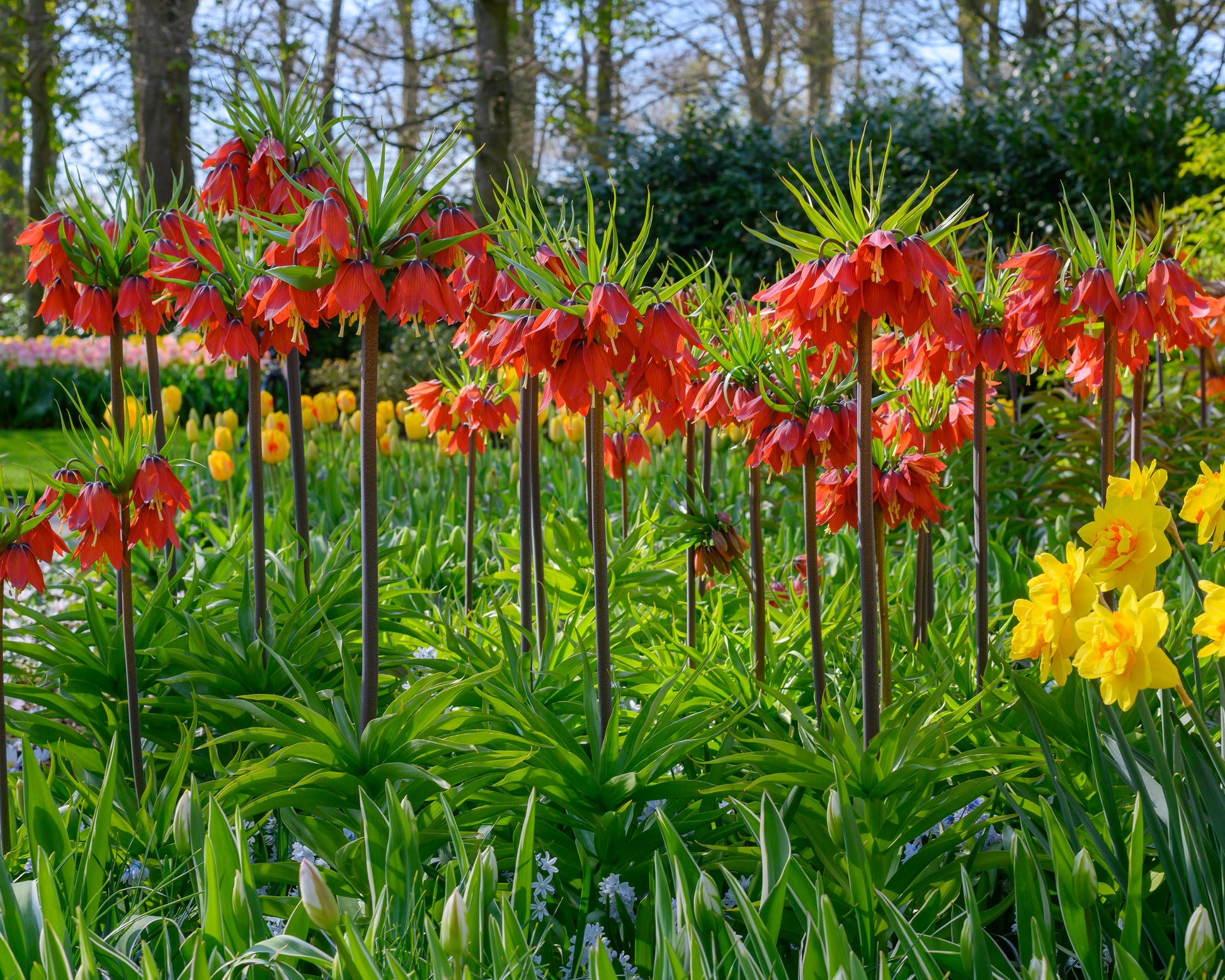 Fritillaria imperialis 'Red Beauty' bulbs — Buy fiery red crown