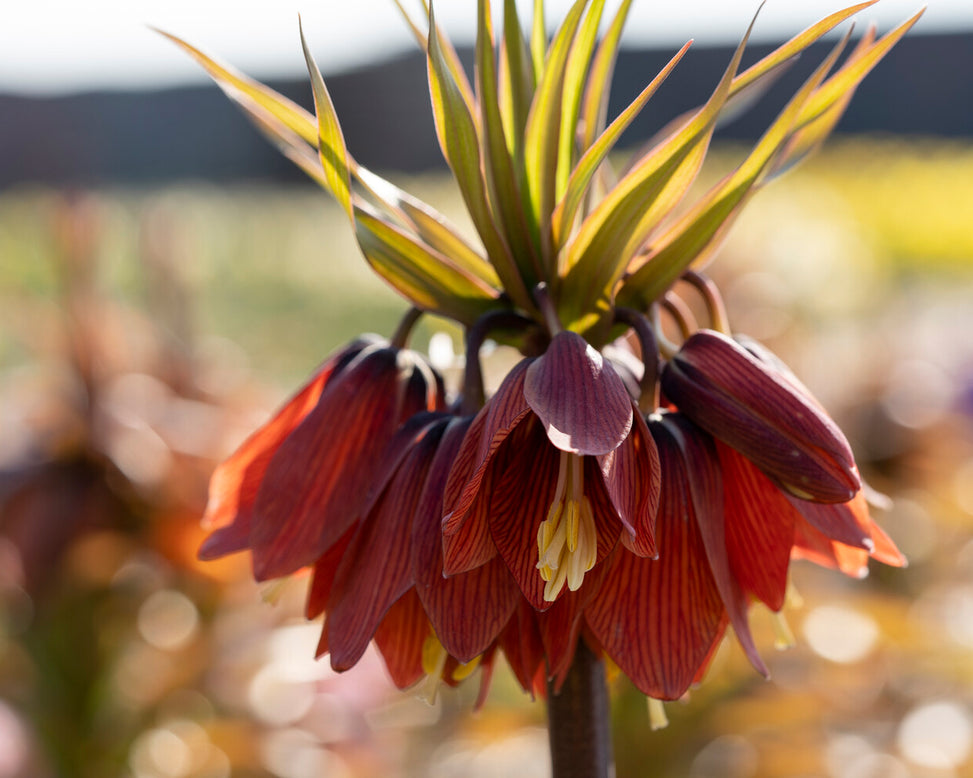 Fritillaria 'Red Beauty'