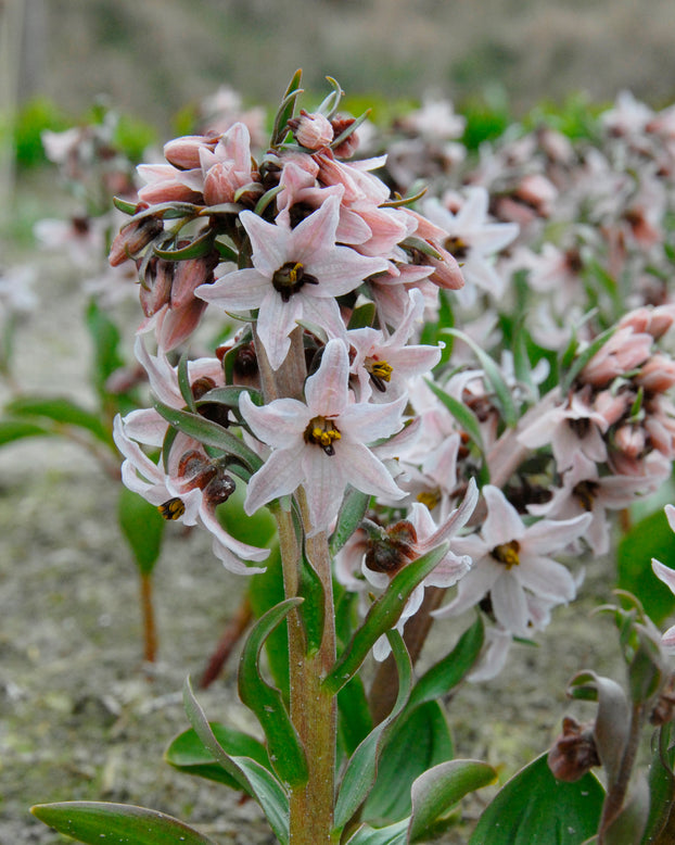 Fritillaria stenanthera