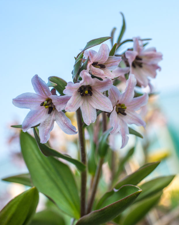 Fritillaria stenanthera