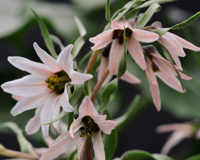 Fritillaria stenanthera