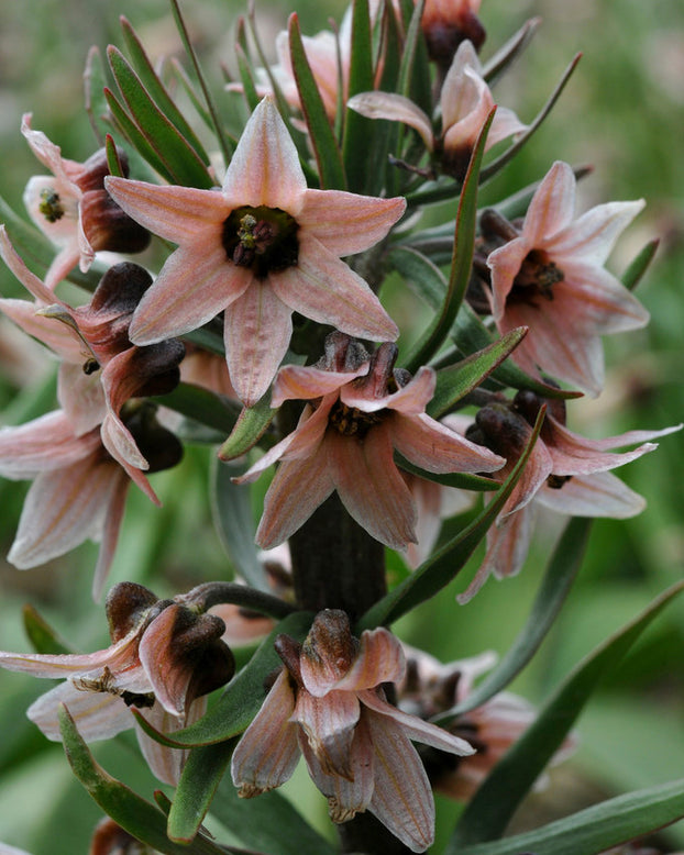 Fritillaria stenanthera
