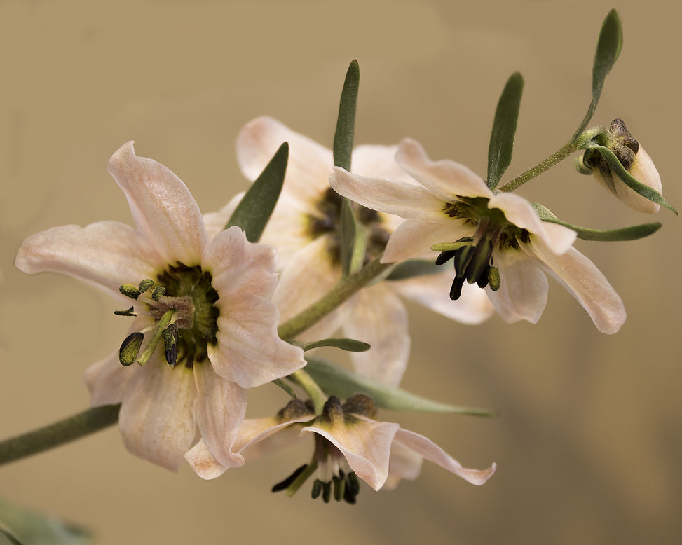 Fritillaria stenanthera