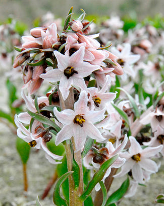 Fritillaria stenanthera