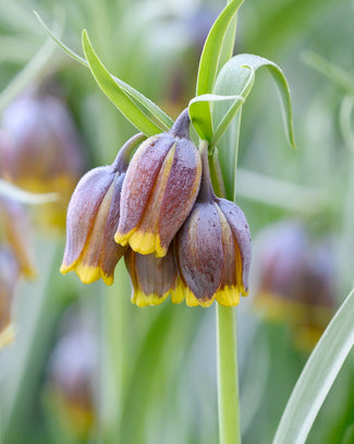 Fritillaria uva-vulpis