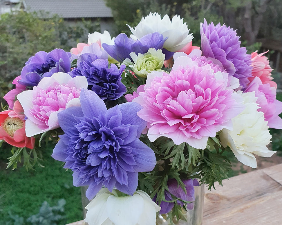 Anemone 'Fullstar Mix'