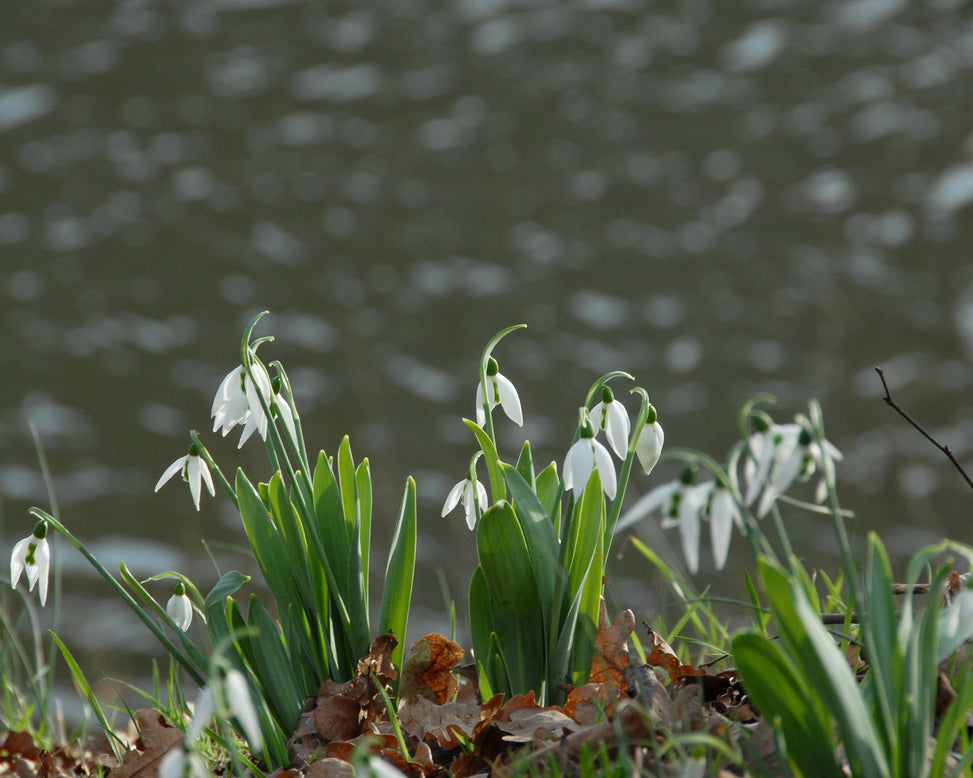 Flower BulbsElwesii Bulbs UK - 5