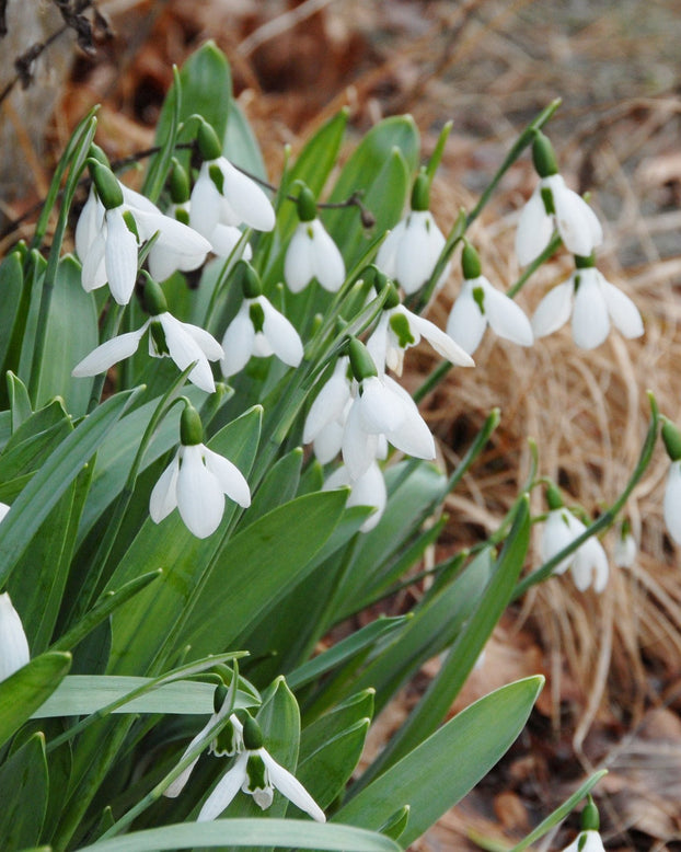 Flower BulbsElwesii Bulbs UK - 1