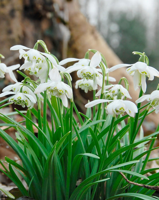 Flower Bulbsnivalis Flore Pleno Bulbs UK - 1