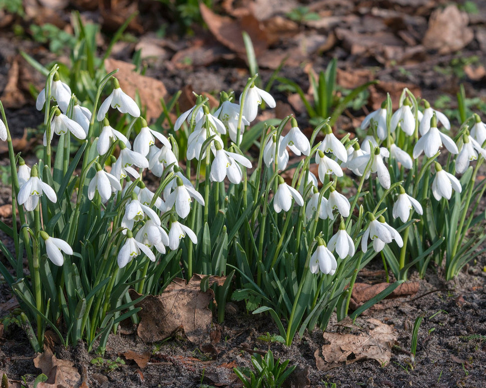 Flower BulbsNivalis (Snowdrops) Bulbs UK - 3