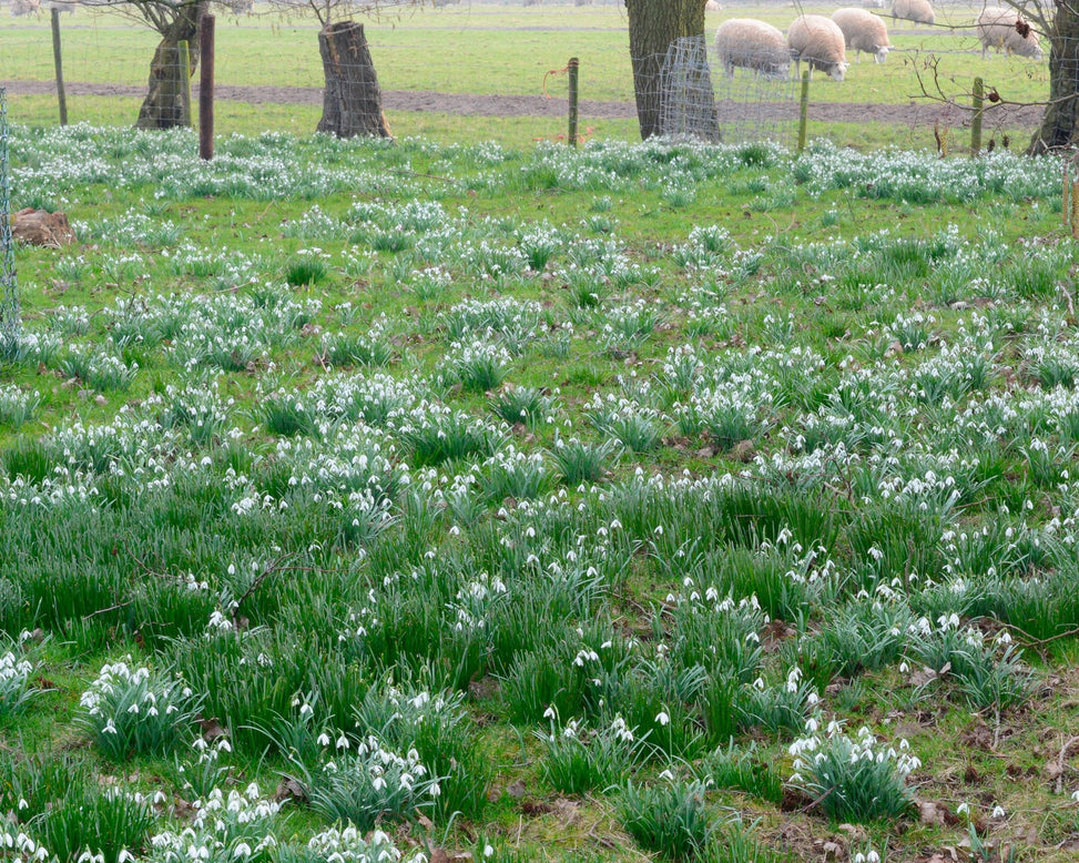 Flower BulbsNivalis (Snowdrops) Bulbs UK - 8