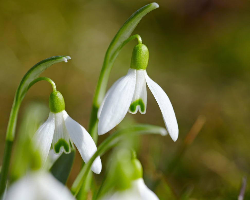 Galanthus nivalis