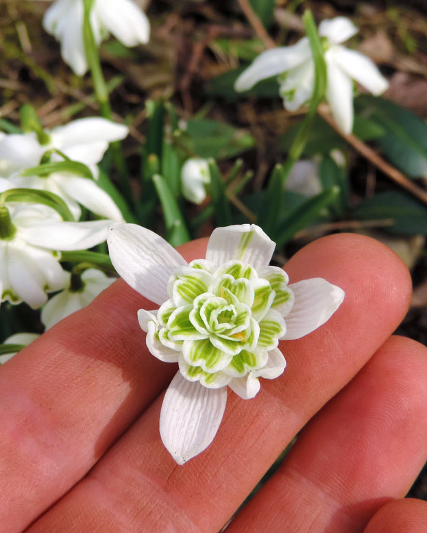 Galanthus nivalis 'Flore Pleno'