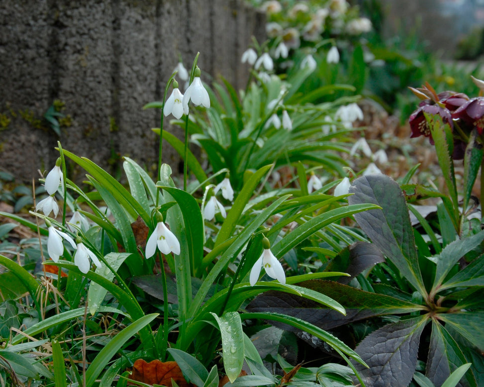 Galanthus woronowii