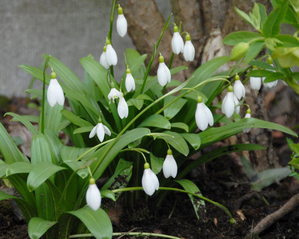 Galanthus woronowii