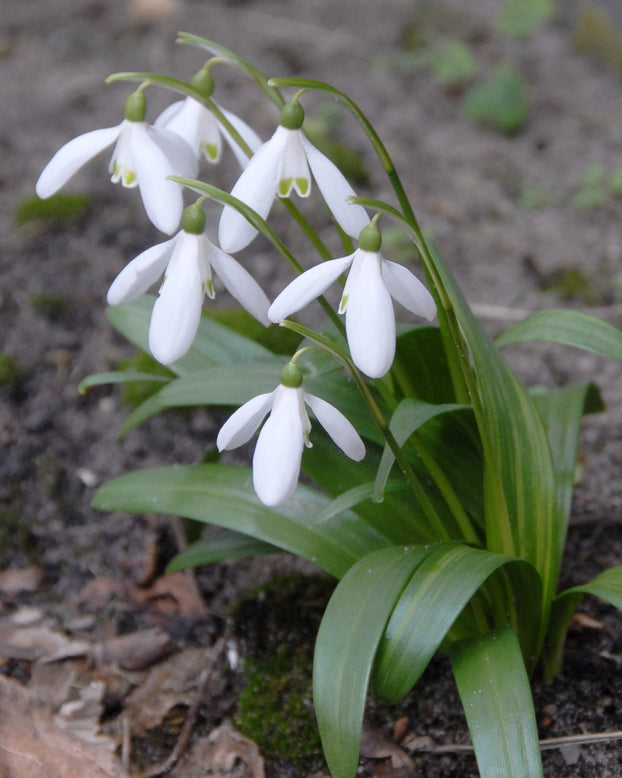 Galanthus woronowii