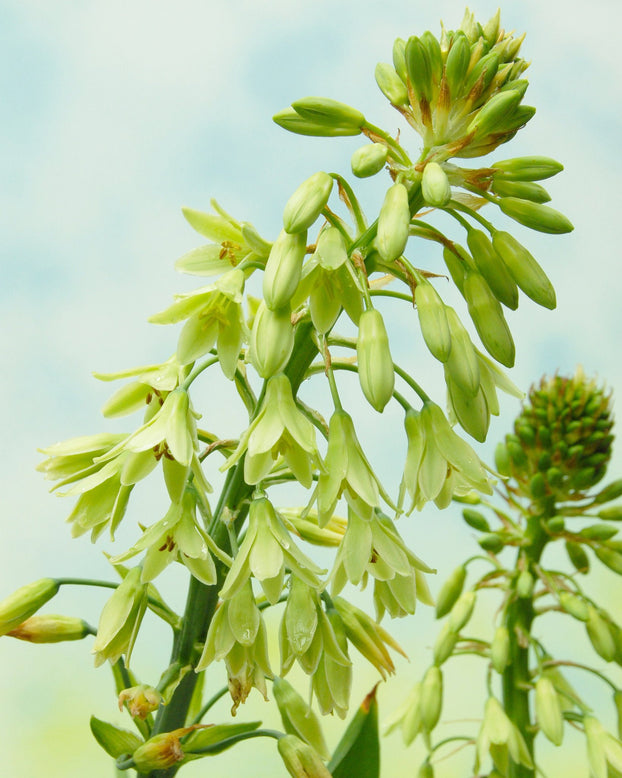 Galtonia viridiflora