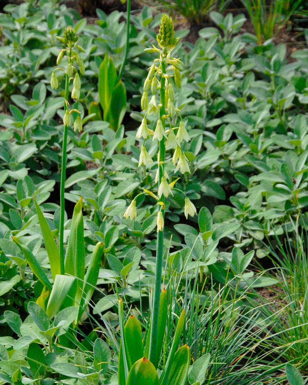 Galtonia viridiflora