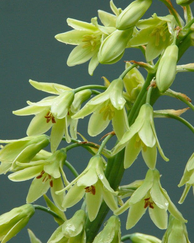 Galtonia viridiflora