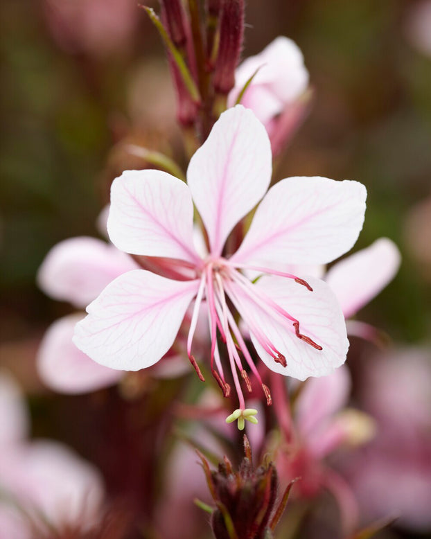 Gaura lindheimeri