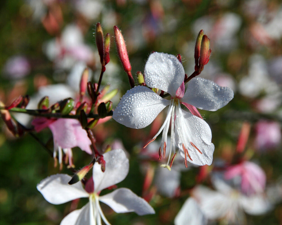 Gaura lindheimeri