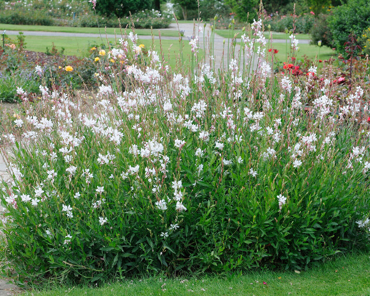 Gaura Lindheimeri Bare Roots Buy Lindheimer s Beeblossom Online At Gaura Lindheimeri Bare Roots Buy Lindheimer s Beeblossom Online At