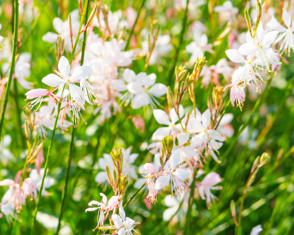 Gaura lindheimeri