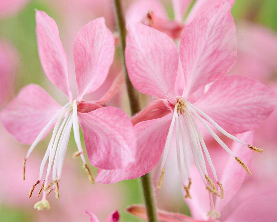 Gaura 'Siskiyou Pink'