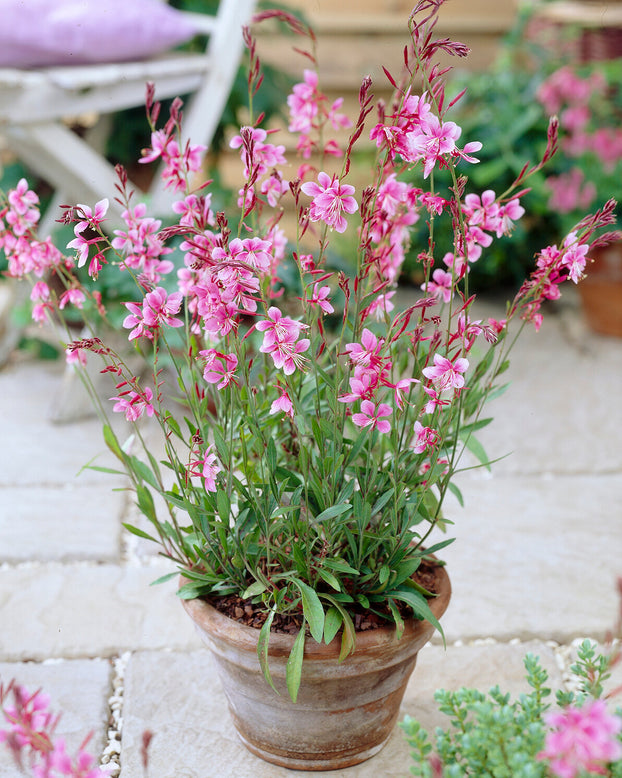 Gaura 'Siskiyou Pink'