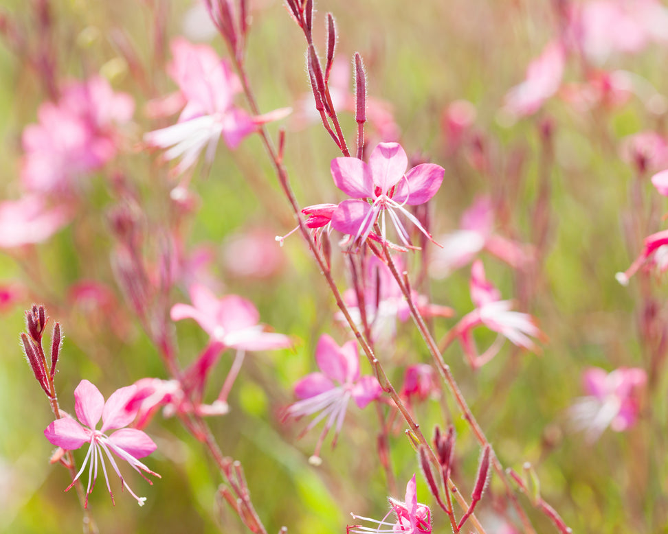 Gaura 'Siskiyou Pink'