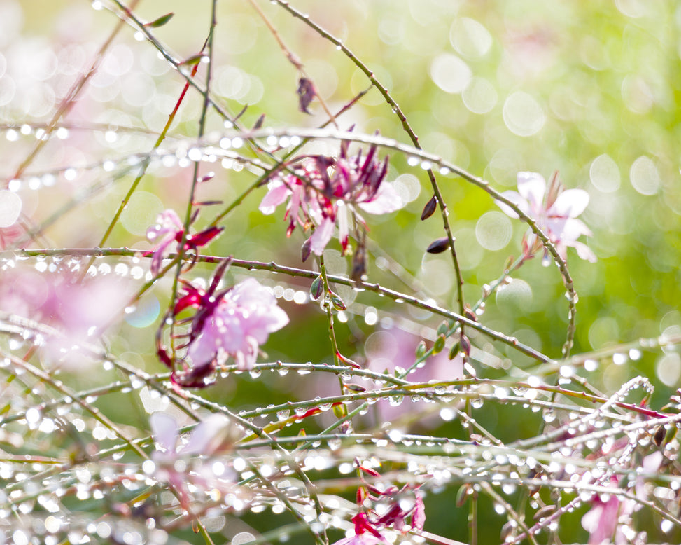 Gaura 'Siskiyou Pink'