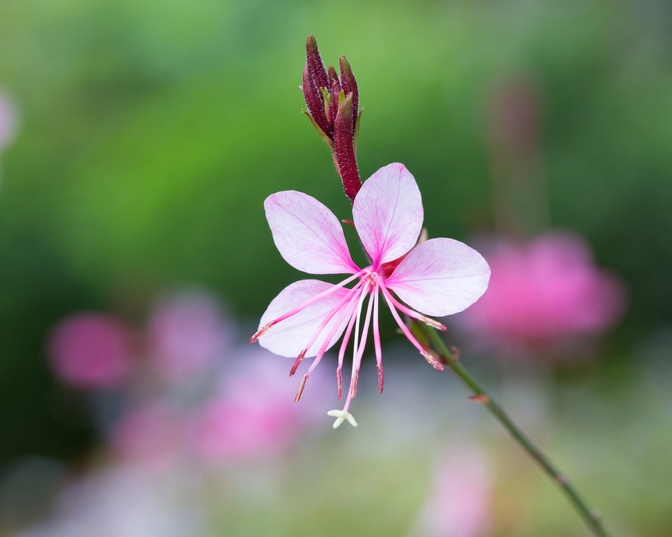 Gaura 'Siskiyou Pink'