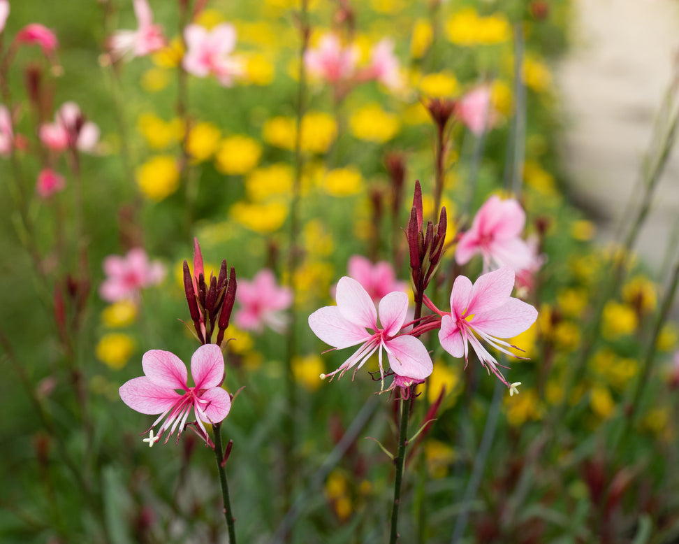 Gaura 'Siskiyou Pink'