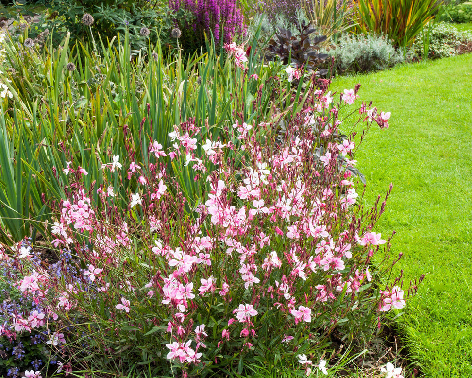 Gaura 'Siskiyou Pink'