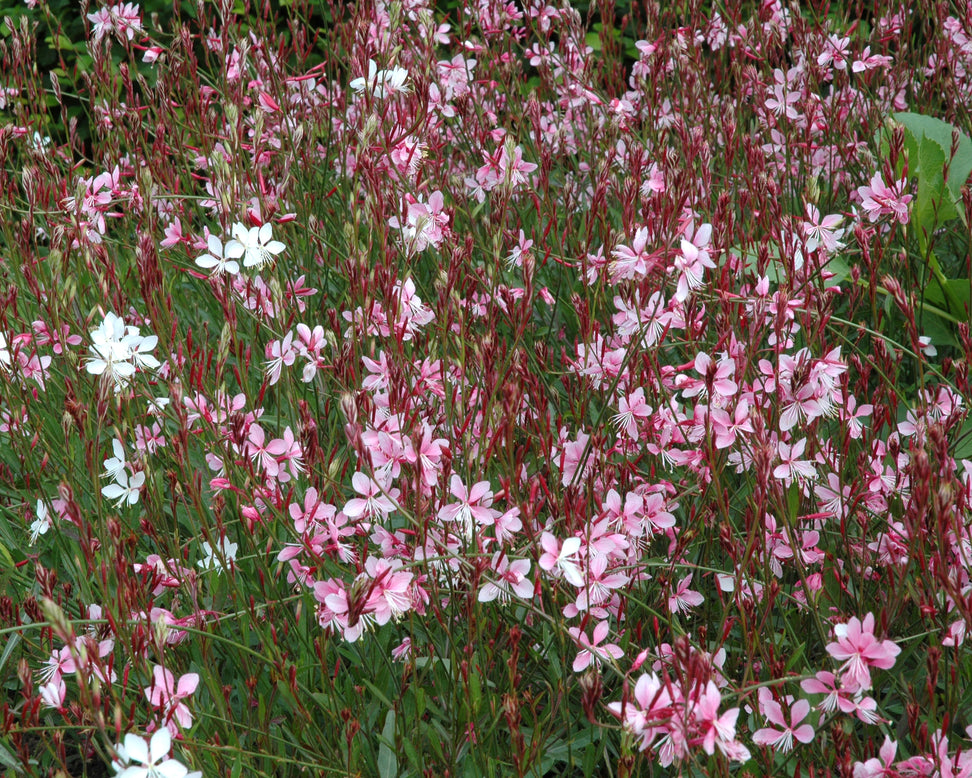 Gaura 'Siskiyou Pink'