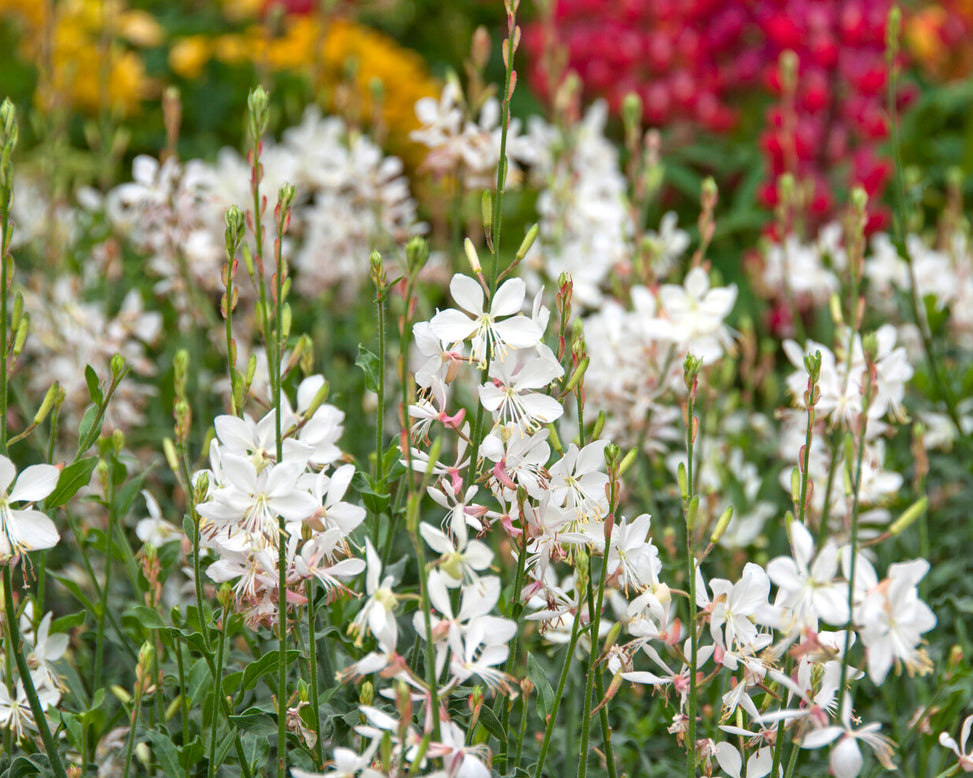 Gaura 'Whirling Butterflies'