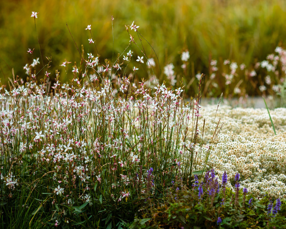 Gaura 'Whirling Butterflies'