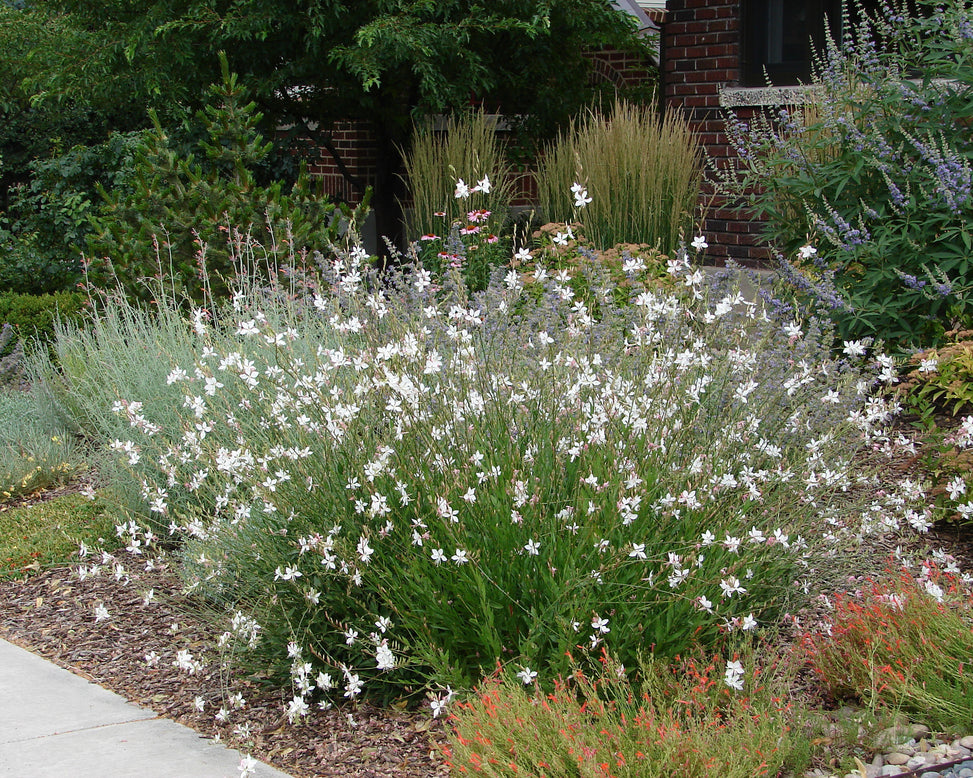 Gaura 'Whirling Butterflies'