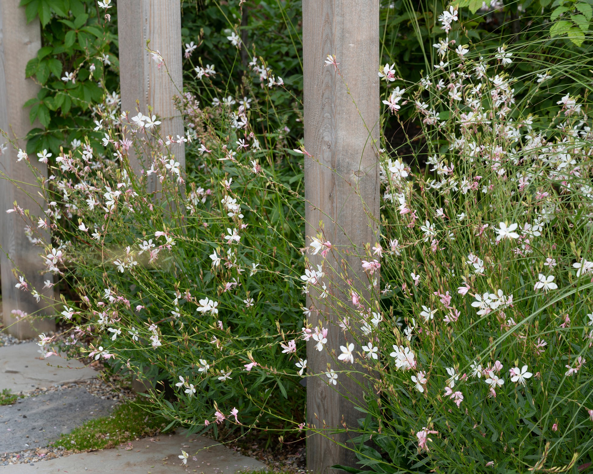 Gaura lindheimeri 'Whirling Butterflies' bare roots — Buy Lindheimer's