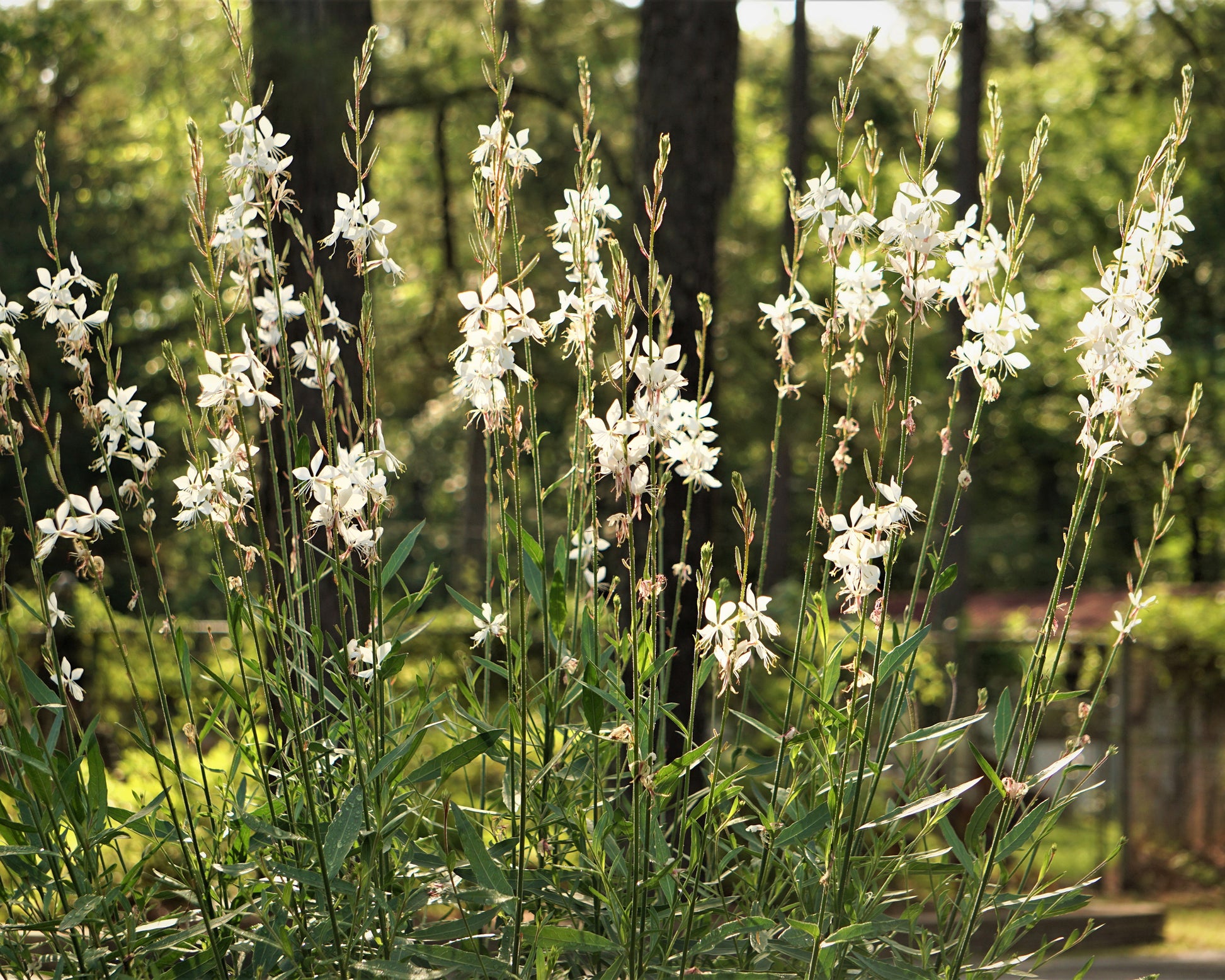 Gaura lindheimeri 'Whirling Butterflies' bare roots — Buy Lindheimer's