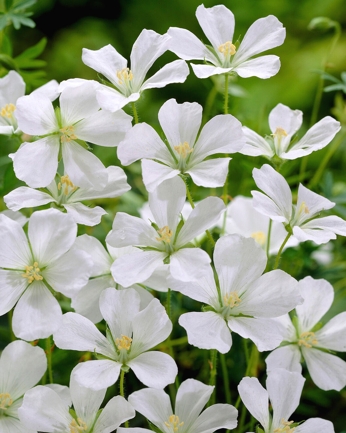 Geranium sylvaticum 'Album' bare roots | Buy white wood cranesbill ...